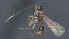  ( - CCDB-28469-G02)  @11 [ ] CreativeCommons - Attribution (2023) Michael Sharkey Centre for Biodiversity Genomics
