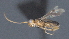  ( - CCDB-28469-G07)  @11 [ ] CreativeCommons - Attribution (2023) Michael Sharkey Centre for Biodiversity Genomics