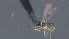  ( - CCDB-28470-A05)  @11 [ ] CreativeCommons - Attribution (2023) Michael Sharkey Centre for Biodiversity Genomics