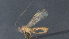  ( - CCDB-28470-A08)  @11 [ ] CreativeCommons - Attribution (2023) Michael Sharkey Centre for Biodiversity Genomics