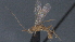  ( - CCDB-28470-A09)  @11 [ ] CreativeCommons - Attribution (2023) Michael Sharkey Centre for Biodiversity Genomics