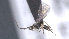  ( - CCDB-28470-B09)  @11 [ ] CreativeCommons - Attribution (2023) Michael Sharkey Centre for Biodiversity Genomics