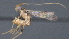  ( - CCDB-28470-B11)  @11 [ ] CreativeCommons - Attribution (2023) Michael Sharkey Centre for Biodiversity Genomics