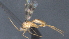 ( - CCDB-28470-B12)  @11 [ ] CreativeCommons - Attribution (2023) Michael Sharkey Centre for Biodiversity Genomics