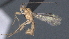  ( - CCDB-28470-C06)  @11 [ ] CreativeCommons - Attribution (2023) Michael Sharkey Centre for Biodiversity Genomics