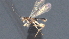  ( - CCDB-28470-D02)  @11 [ ] CreativeCommons - Attribution (2023) Michael Sharkey Centre for Biodiversity Genomics