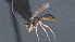  ( - CCDB-28470-E05)  @11 [ ] CreativeCommons - Attribution (2023) Michael Sharkey Centre for Biodiversity Genomics