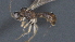  ( - CCDB-28470-E08)  @11 [ ] CreativeCommons - Attribution (2023) Michael Sharkey Centre for Biodiversity Genomics