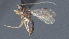 ( - CCDB-28470-F01)  @11 [ ] CreativeCommons - Attribution (2023) Michael Sharkey Centre for Biodiversity Genomics