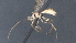  ( - CCDB-28470-G01)  @11 [ ] CreativeCommons - Attribution (2023) Michael Sharkey Centre for Biodiversity Genomics