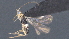  ( - CCDB-28470-H04)  @11 [ ] CreativeCommons - Attribution (2023) Michael Sharkey Centre for Biodiversity Genomics