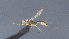  ( - CCDB-28470-H05)  @11 [ ] CreativeCommons - Attribution (2023) Michael Sharkey Centre for Biodiversity Genomics