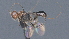  (Capitonius Malaise5761 - CCDB-28470-H07)  @11 [ ] CreativeCommons - Attribution (2023) Michael Sharkey Centre for Biodiversity Genomics