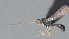  ( - CCDB-28471-A02)  @11 [ ] CreativeCommons - Attribution (2023) Michael Sharkey Centre for Biodiversity Genomics