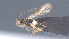  ( - CCDB-28471-B07)  @11 [ ] CreativeCommons - Attribution (2023) Michael Sharkey Centre for Biodiversity Genomics