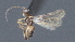  ( - CCDB-28471-B08)  @11 [ ] CreativeCommons - Attribution (2023) Michael Sharkey Centre for Biodiversity Genomics