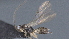  ( - CCDB-28471-B09)  @11 [ ] CreativeCommons - Attribution (2023) Michael Sharkey Centre for Biodiversity Genomics