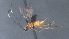  ( - CCDB-28471-B11)  @11 [ ] CreativeCommons - Attribution (2023) Michael Sharkey Centre for Biodiversity Genomics