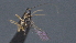  (alyMalaise01 Malaise3269 - CCDB-28471-C03)  @11 [ ] CreativeCommons - Attribution (2023) Michael Sharkey Centre for Biodiversity Genomics