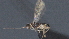  ( - CCDB-28471-C04)  @11 [ ] CreativeCommons - Attribution (2023) Michael Sharkey Centre for Biodiversity Genomics