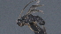  (Ascogaster Malaise1921 - CCDB-28471-C05)  @11 [ ] CreativeCommons - Attribution (2023) Michael Sharkey Centre for Biodiversity Genomics