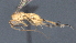  (Stantonia Malaise5325 - CCDB-28471-C06)  @11 [ ] CreativeCommons - Attribution (2023) Michael Sharkey Centre for Biodiversity Genomics