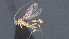  (doryMalaise01 Malaise4027 - CCDB-28471-C08)  @11 [ ] CreativeCommons - Attribution (2023) Michael Sharkey Centre for Biodiversity Genomics