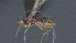  ( - CCDB-28471-D02)  @11 [ ] CreativeCommons - Attribution (2023) Michael Sharkey Centre for Biodiversity Genomics