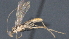  ( - CCDB-28471-D11)  @11 [ ] CreativeCommons - Attribution (2023) Michael Sharkey Centre for Biodiversity Genomics