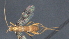  ( - CCDB-28471-E01)  @11 [ ] CreativeCommons - Attribution (2023) Michael Sharkey Centre for Biodiversity Genomics