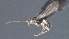  ( - CCDB-28471-F02)  @11 [ ] CreativeCommons - Attribution (2023) Michael Sharkey Centre for Biodiversity Genomics
