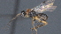  ( - CCDB-28471-F09)  @11 [ ] CreativeCommons - Attribution (2023) Michael Sharkey Centre for Biodiversity Genomics