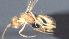  ( - CCDB-28471-G10)  @11 [ ] CreativeCommons - Attribution (2023) Michael Sharkey Centre for Biodiversity Genomics