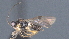  ( - CCDB-28471-H05)  @11 [ ] CreativeCommons - Attribution (2023) Michael Sharkey Centre for Biodiversity Genomics