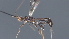  ( - CCDB-28471-H11)  @11 [ ] CreativeCommons - Attribution (2023) Michael Sharkey Centre for Biodiversity Genomics