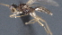  (Stiropius Malaise5548 - CCDB-28472-A11)  @11 [ ] CreativeCommons - Attribution (2023) Michael Sharkey Centre for Biodiversity Genomics