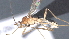  ( - CCDB-28472-E02)  @11 [ ] CreativeCommons - Attribution (2023) Michael Sharkey Centre for Biodiversity Genomics