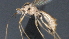  ( - CCDB-28472-E05)  @11 [ ] CreativeCommons - Attribution (2023) Michael Sharkey Centre for Biodiversity Genomics