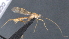  ( - CCDB-28472-E07)  @11 [ ] CreativeCommons - Attribution (2023) Michael Sharkey Centre for Biodiversity Genomics