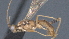  ( - CCDB-28472-G12)  @11 [ ] CreativeCommons - Attribution (2023) Michael Sharkey Centre for Biodiversity Genomics
