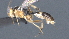  ( - CCDB-28472-H08)  @11 [ ] CreativeCommons - Attribution (2023) Michael Sharkey Centre for Biodiversity Genomics