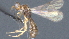  ( - CCDB-28473-A03)  @11 [ ] CreativeCommons - Attribution (2023) Michael Sharkey Centre for Biodiversity Genomics