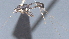  (Notiospathius Malaise5578 - CCDB-28473-A05)  @11 [ ] CreativeCommons - Attribution (2023) Michael Sharkey Centre for Biodiversity Genomics