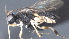  ( - CCDB-28473-B10)  @11 [ ] CreativeCommons - Attribution (2023) Michael Sharkey Centre for Biodiversity Genomics