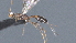  ( - CCDB-28473-C07)  @11 [ ] CreativeCommons - Attribution (2023) Michael Sharkey Centre for Biodiversity Genomics