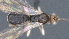  ( - CCDB-28473-C11)  @11 [ ] CreativeCommons - Attribution (2023) Michael Sharkey Centre for Biodiversity Genomics