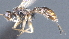  ( - CCDB-28473-D10)  @11 [ ] CreativeCommons - Attribution (2023) Michael Sharkey Centre for Biodiversity Genomics