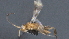  (Adelius Malaise6688 - CCDB-28473-D12)  @11 [ ] CreativeCommons - Attribution (2023) Michael Sharkey Centre for Biodiversity Genomics