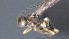 ( - CCDB-28473-E08)  @11 [ ] CreativeCommons - Attribution (2023) Michael Sharkey Centre for Biodiversity Genomics