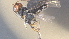  (Capitonius Malaise5386 - CCDB-28473-F03)  @11 [ ] CreativeCommons - Attribution (2023) Michael Sharkey Centre for Biodiversity Genomics